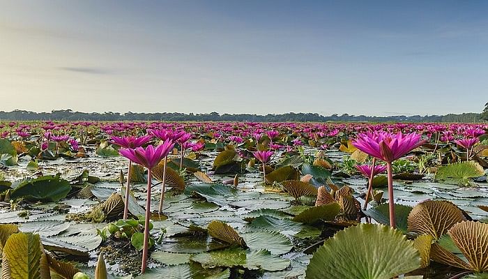 malarikkal water lily